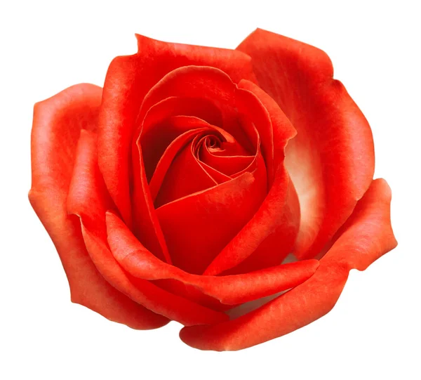 红色的玫瑰花朵在白色的背景上被隔离 婚礼卡片 向你问候 平躺在地上 尽收眼底 情人节 — 图库照片