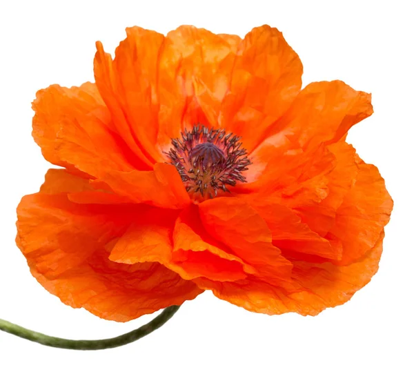 Beau Coquelicot Rouge Isolé Sur Fond Blanc Fleur — Photo