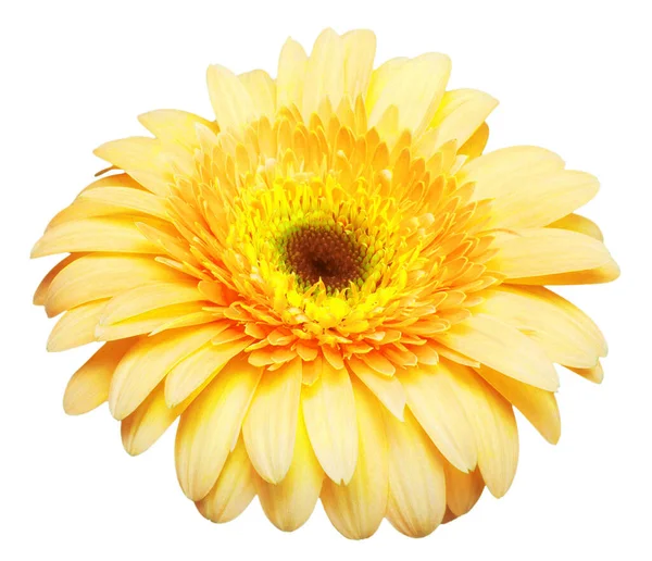 Квіткова Голова Жовта Гербера Ізольована Білому Тлі Літо Весна Вигляд — стокове фото