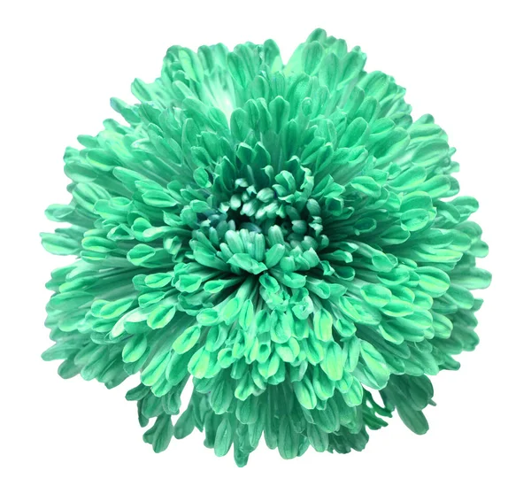 Elegant Turquoise Chrysanthemum Isolated White Background Beautiful Head Flower Spring — Stock Photo, Image