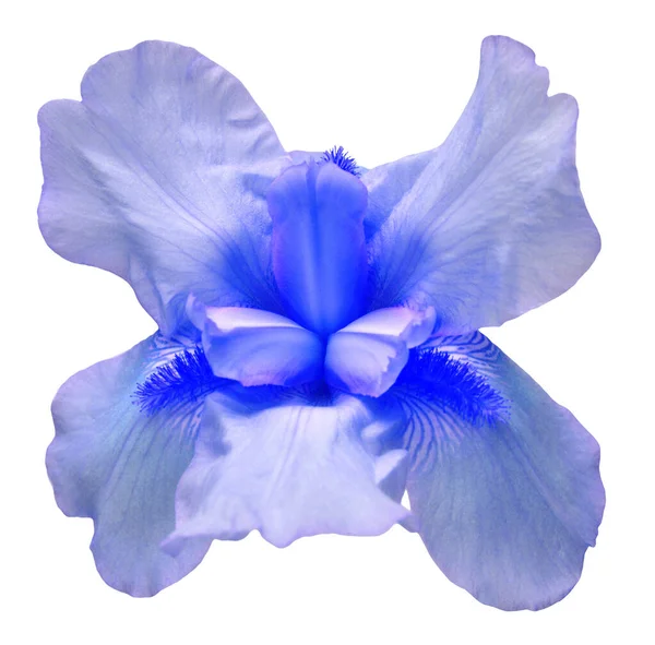 蓝色的虹膜花在白色的背景上被隔离 复活节 平躺在地上 尽收眼底 情人节 花形图案 自然概念 — 图库照片