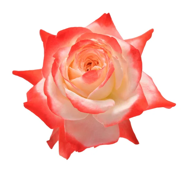 Elegante Rose Isoliert Auf Weißem Hintergrund Schöner Strauß Blume Frühling — Stockfoto