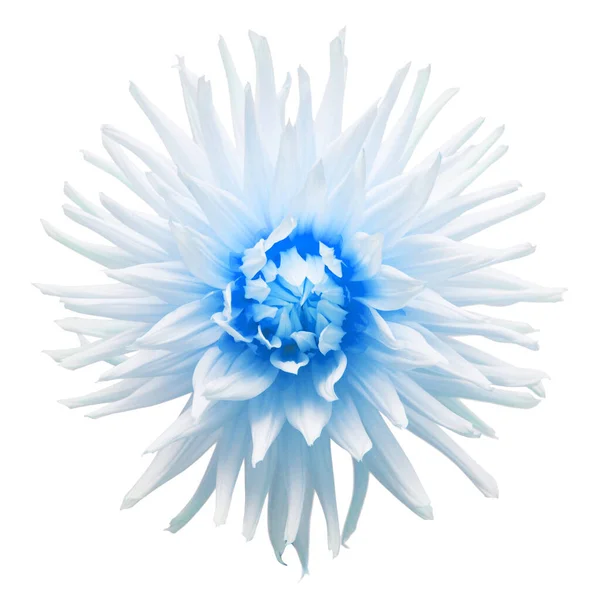 Dália Flor Azul Isolado Fundo Branco Deitado Plano Vista Superior — Fotografia de Stock