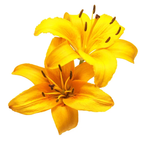 白い背景に隔離された美しい繊細な黄色のユリの花束 ファッショナブルな創造的な花の組成 夏春だ フラットレイアウト トップビュー バレンタインデー — ストック写真