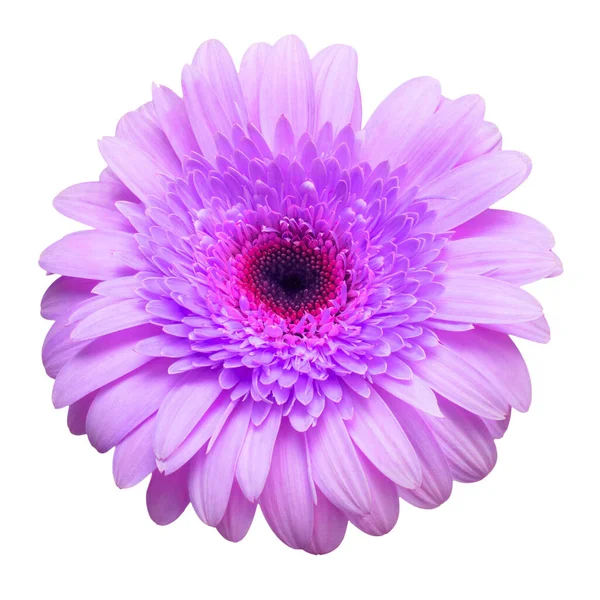 在白色背景上被分离出来的花紫色天琴座 平躺在地上 尽收眼底 情人节 — 图库照片