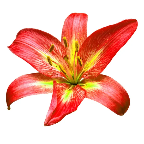 Kwiat Głowa Czerwona Lilia Izolowana Białym Tle Płaskie Ułożenie Widok — Zdjęcie stockowe