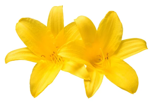 Дві Головні Квіти Жовтого Дня Лілія Красива Ніжна Ізольована Білому — стокове фото