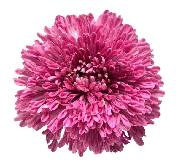 Paarse Chrysant Bloem Geïsoleerd Witte Achtergrond Creatief Herfstconcept Bloemenpatroon Object — Stockfoto