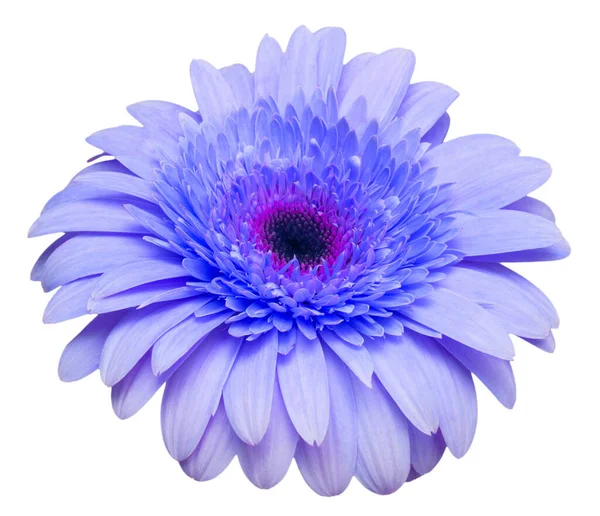 Gerbera Bleu Fleur Isolé Sur Fond Blanc Couché Plat Vue — Photo