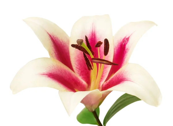 Beyaz Arka Planda Izole Edilmiş Güzel Pembe Zambak Çiçeği — Stok fotoğraf