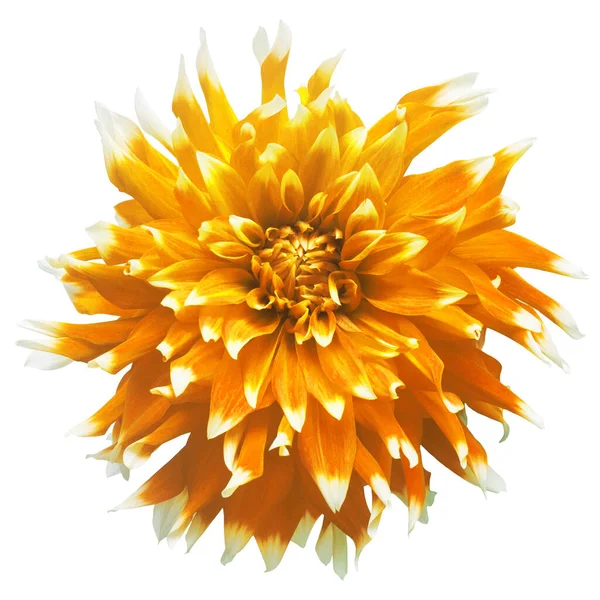 Κομψό Κίτρινο Dahlia Απομονώνονται Λευκό Φόντο Όμορφο Λουλούδι Στο Κεφάλι — Φωτογραφία Αρχείου