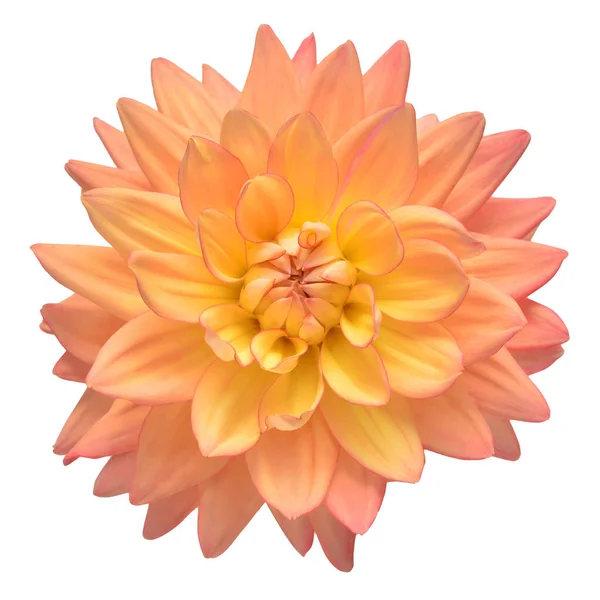 Квіткова Голова Далії Рожева Ізольована Білому Тлі Весняний Час Сад — стокове фото