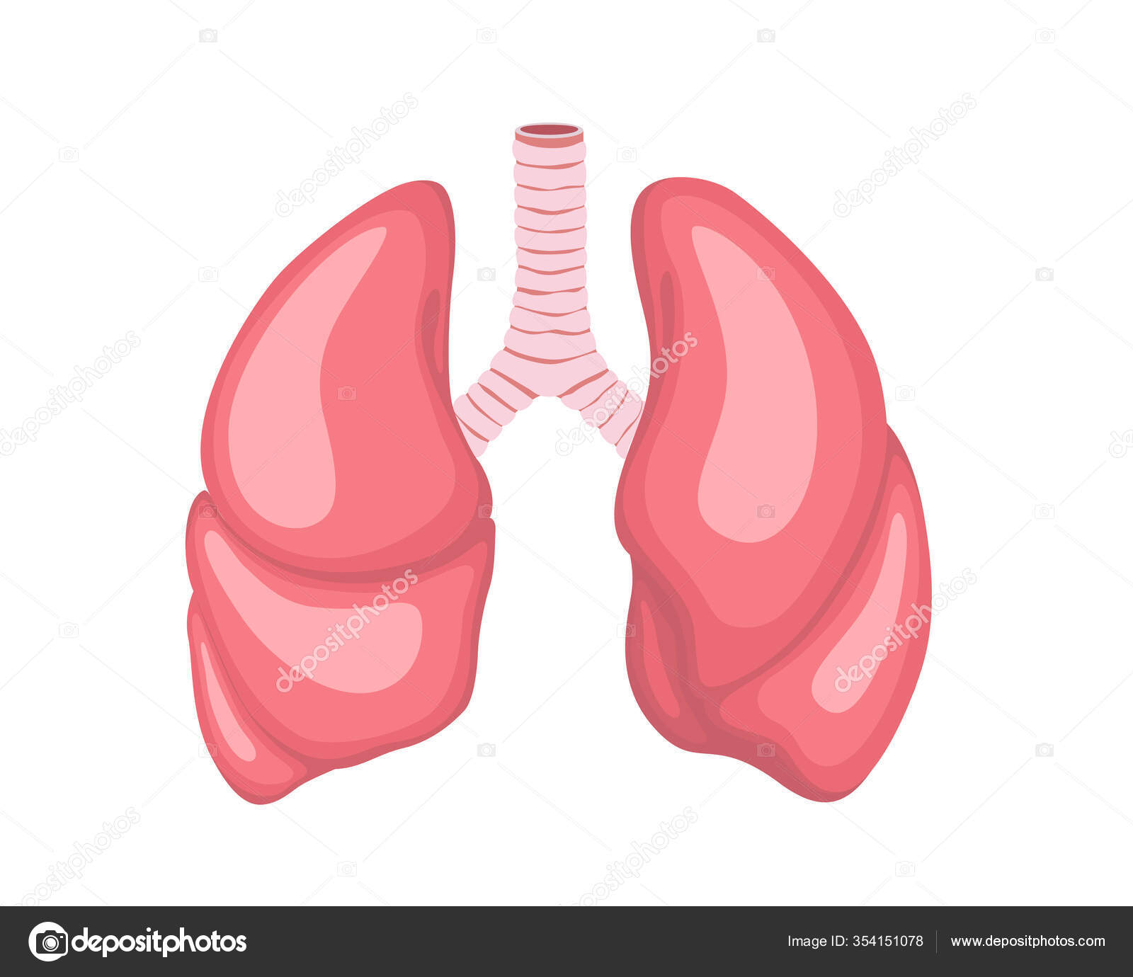 肺, Epsのベクトル図10.人間の内臓. ストックベクター ©tatyanka71 354151078