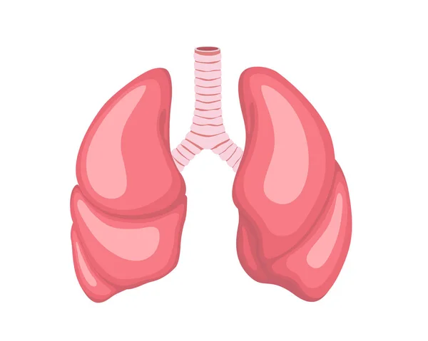 Pulmones, ilustración vectorial de EPS 10. Órganos internos humanos . — Vector de stock