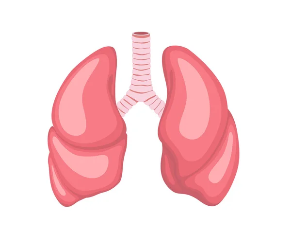 Lungs，Eps 10的矢量说明。人体内部器官. 免版税图库插图