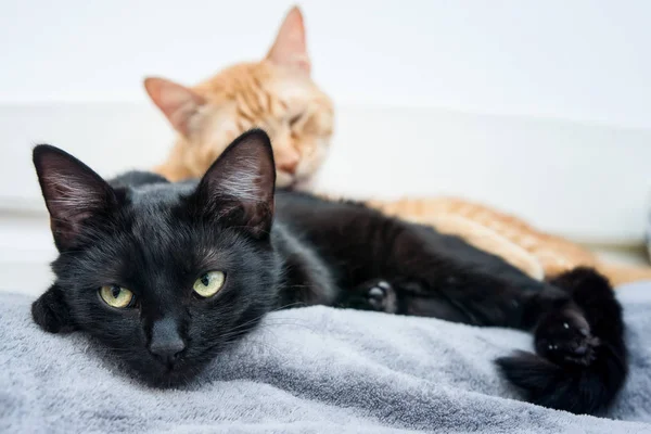 Deux chats se réveillent ensemble — Photo