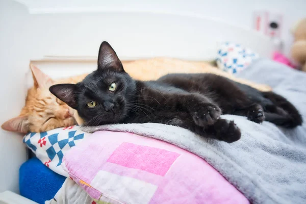 Twee katten samen in slaap vallen Stockfoto