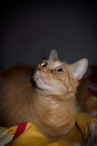 Orange cat lying on the bed at night — Stock Photo, Image