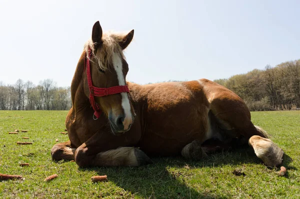 Close up of beautiful horse lying on the grass — Stock Photo, Image