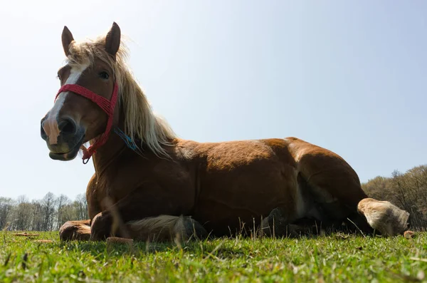 Close up of beautiful horse lying on the grass — Stock Photo, Image