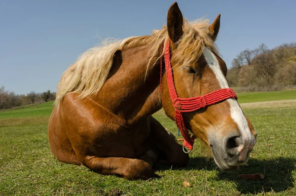 Close up of beautiful horse lying on the grass — Stock Photo, Image