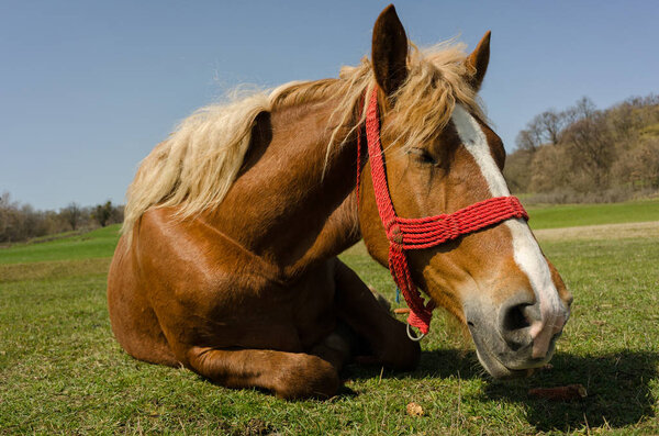 close up of beautiful horse lying on the grass