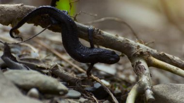 Bir daldan asılı ve yaprakları arasında yavaşça newt (Juvenil karasal triturus)