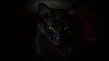 Yakın çekim yeşil gözlü uykulu kara kedi portresi