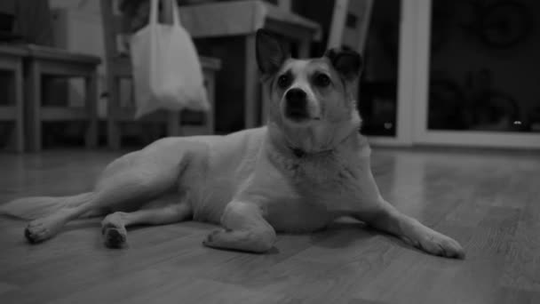 Χαριτωμένος σκύλος χασμουρητό ενώ ξαπλωμένος στο ξύλινο πάτωμα μέσα στο σπίτι το βράδυ - μαύρο και άσπρο — Αρχείο Βίντεο