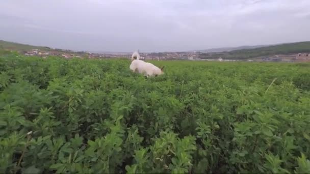 Small dog sniffing through a lucerne field — Stock Video