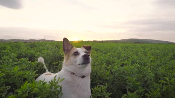 Pequeño perro mendigando por comida en campo de alfalfa — Vídeos de Stock