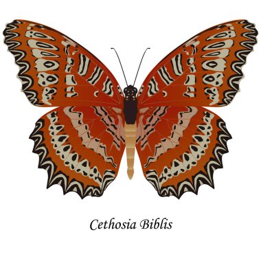 Kelebek - Cethosia biblis. Clipart.