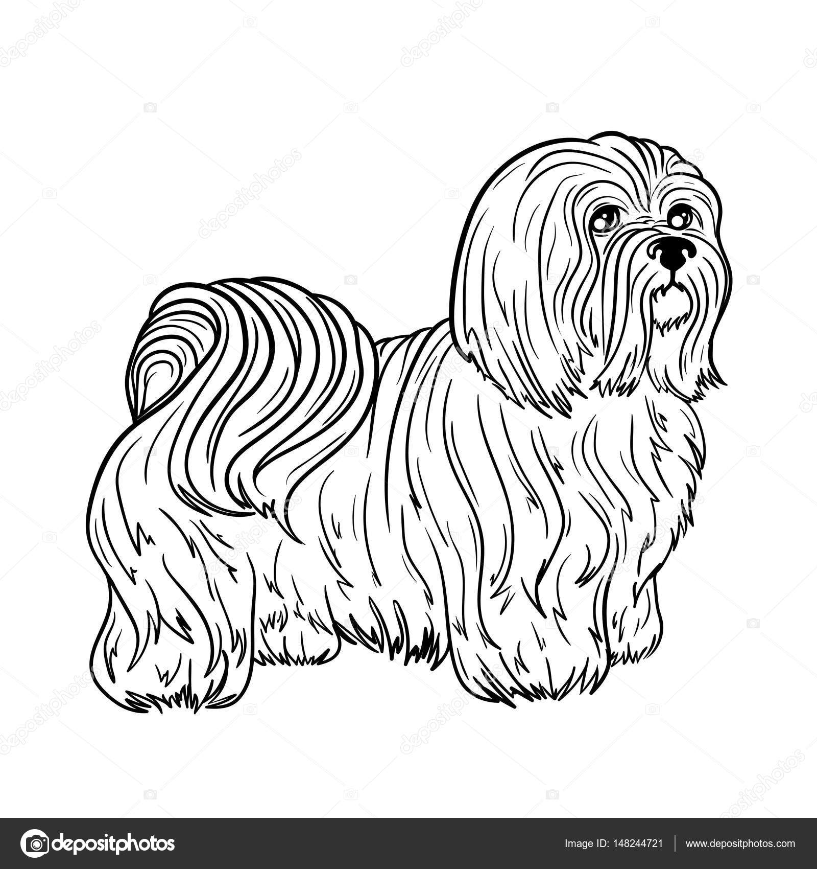 "Cane Maltese" ¨ stato creato nei colori bianco e nero Immagine dipinta ¨ isolato su priorit  bassa bianca Pu² essere utilizzato per libri da colorare