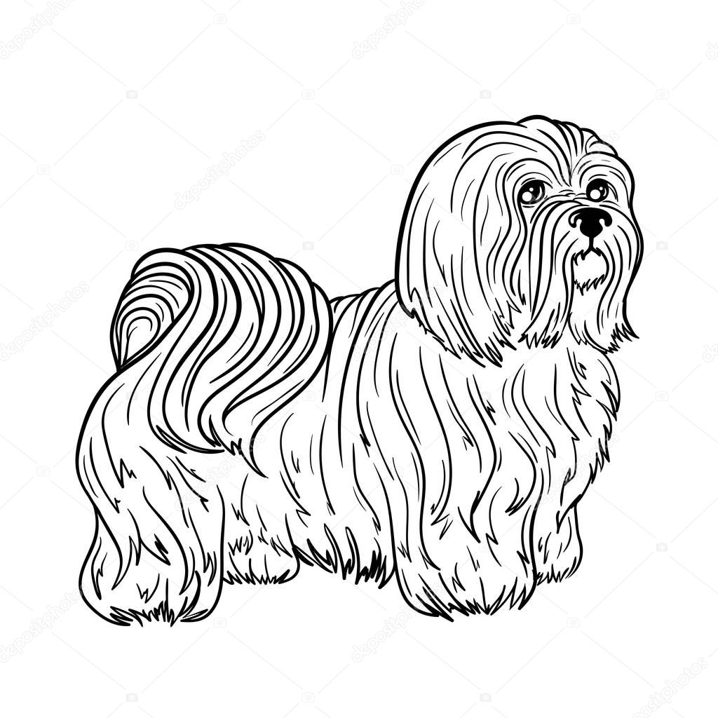 Maltese dog illustration