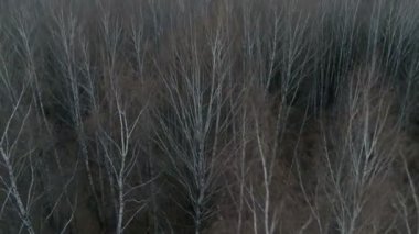 Orman sonbahar aereal atış.