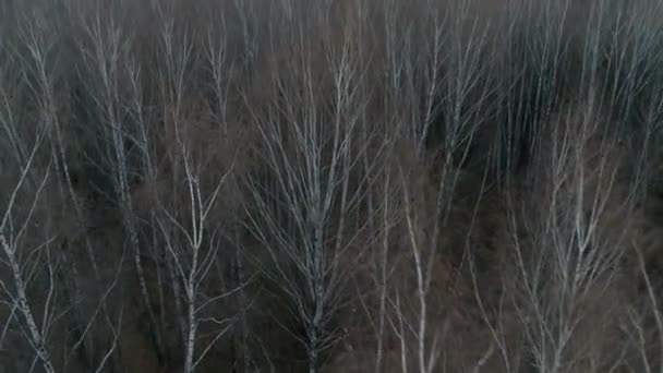 Forêt en automne photo aérienne . — Video