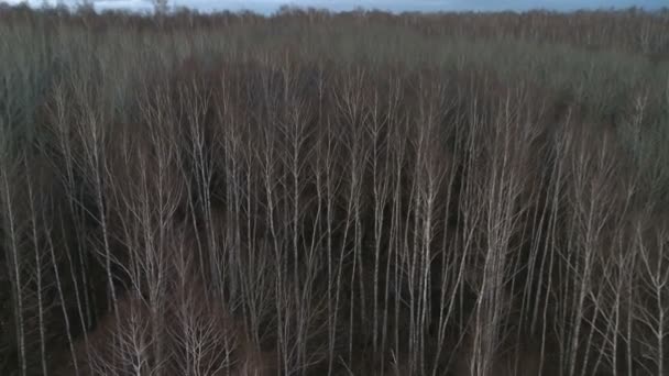 Disparo aéreo en el bosque . — Vídeo de stock