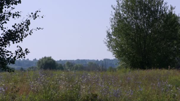 Campo de verão e árvores vista panorâmica — Vídeo de Stock