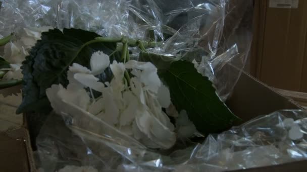 Vista de floristería recoge flores para decorar la sala — Vídeo de stock