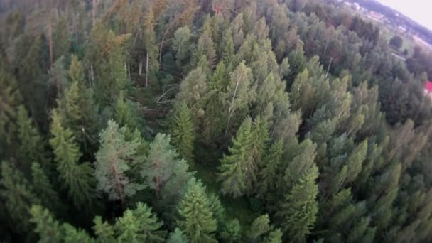 Skog landskap Flygfoto. — Stockvideo