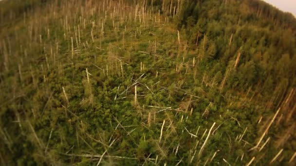 Letecký pohled na řezu dřeva. — Stock video