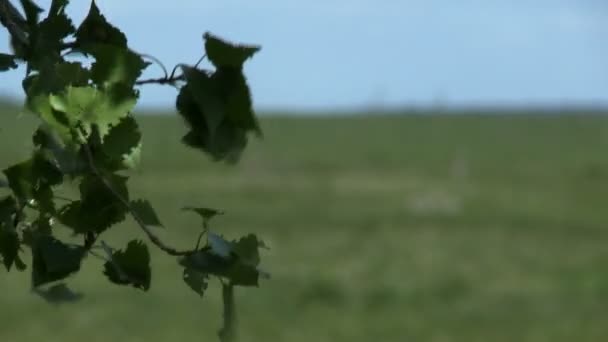 Follaje verde y prado — Vídeos de Stock