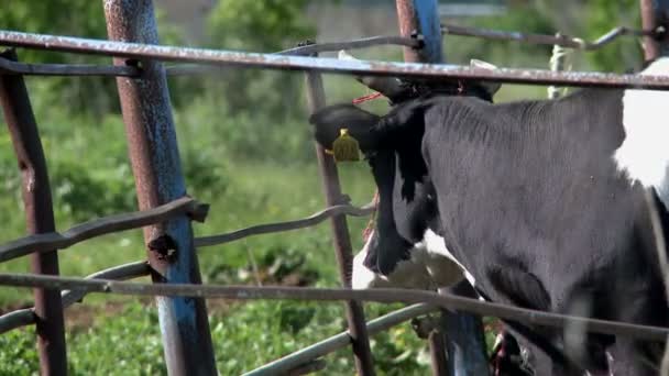 Vaca en granja en el día de verano — Vídeo de stock