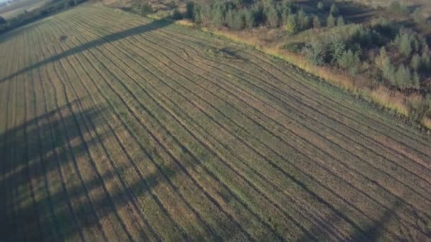 Bovenaanzicht van groene velden en bomen werpen schaduw — Stockvideo