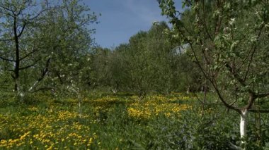 Doğa bahar uyanışı. Çiçek açan elma ağacı