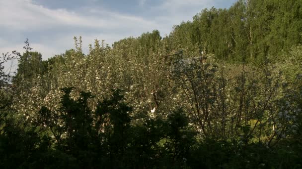 Naturaleza. Vista de los árboles con flores en el jardín — Vídeos de Stock