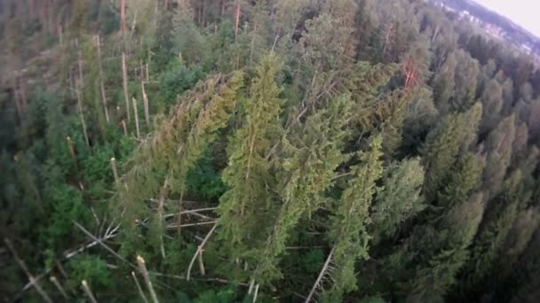 Paisaje forestal vista aérea . — Vídeos de Stock