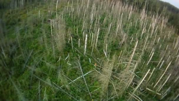 Bois coupé vue aérienne . — Video