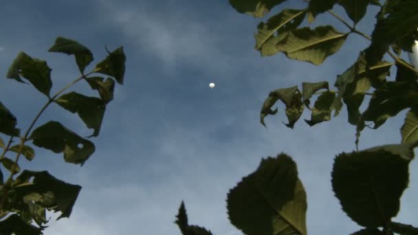 Weißer Heißluftballon schwebt im Himmel — Stockvideo