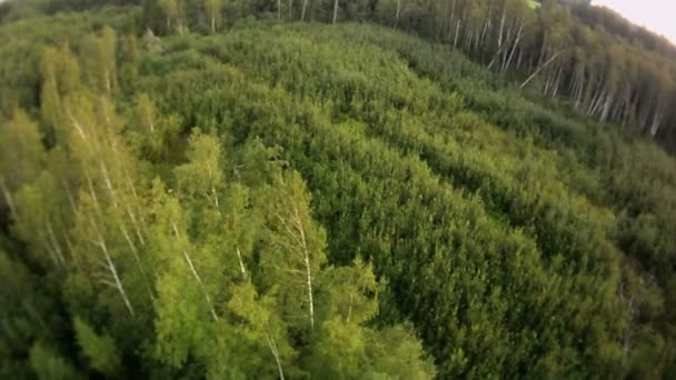 Skog landskap Flygfoto — Stockvideo